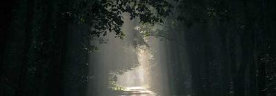 Missing the forest for the tree
