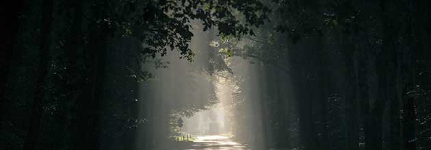 Missing the forest for the tree